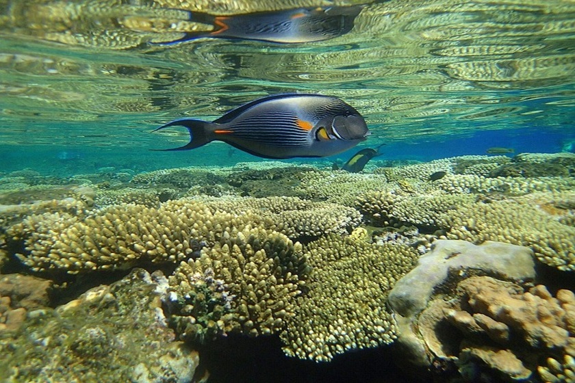 snorkeling la Marea Roșie